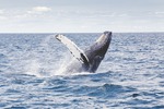 New Initiative Launched to Help Study Whales in U.S. Waters
