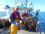 Lobster populations remain healthy as wind farm study results are published 