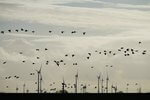 Der Bundesrat räumt im Parlament Vorurteile gegenüber Windenergie aus – jährlich sterben 36 Millionen Vögel aufgrund menschlicher Aktivität, aber nur 20 pro Windenergieanlage