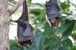 Partnerships Explore Coexistence of Bats and Wind Energy