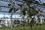 Agri-PV: Mehr grüner Strom von der Obstplantage 