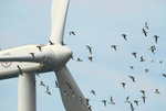 EWEA - Wind power has positive effects on marine life