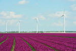 Senvion baut 43 Megawatt-Windpark in Großbritannien