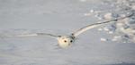Silent flights: How owls could help make wind turbines and planes quieter