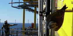 Sakerfalke "Rocket" auf dem Umspannwerk des Windparks Nordsee Ost