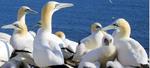 UK: Offshore wind farms could be more risky for gannets than previously thought