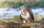 Auswirkung der Windkraft auf geschützte Vogelarten laut Studie weiter unklar