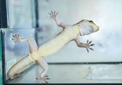 Von der Natur inspiriert: Kieler Forschende entwickeln Materialien mit besonderen Hafteigenschaften, zum Beispiel nach dem Vorbild von Geckofüßen. (Foto: Claudia Eulitz, CAU)