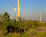 Tri Global Energy Continues to Tower Over Wind Energy Development in Texas