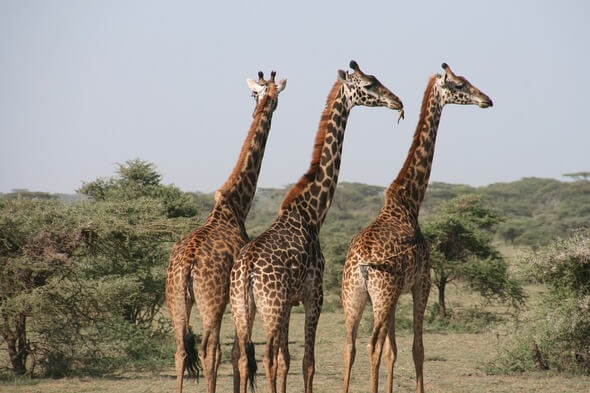 The Serengeti is located in Tanzania (Image: Pixabay)