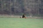 Rotmilan-Bestand ist langfristig stabil – aktuelle Meldung Deutschlands für den EU-Vogelschutzbericht