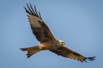 Nationaler Vogelschutzbericht 2019: Bestandsentwicklung zahlreicher Vogelarten kritisch – Windkraftsensible Arten fallen mit stabiler oder positiver Bestandsentwicklung auf