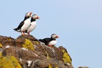 Bird’s Eye View: SSE Partners with Microsoft, Avanade And NatureScot for Cutting Edge Puffin Monitoring Pilot