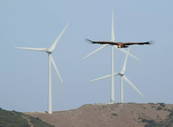 A griffon vulture near wind turbines in southern Spain (Image:Alejandro Onrubia)