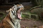 Der Bengalische Tiger erwacht – mal wieder