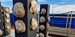 Innovation for restoring oyster reefs installed in Luchterduinen wind farm