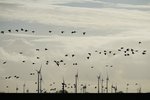 Artenschutz und Windenergie im Einklang: Künstliche Intelligenz erfasst automatisiert sensible Vogelarten