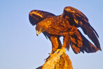 Analyzing ways to help golden eagle populations weather wind-energy growth
