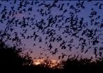 Solution found to protect bats and birds against wind turbines