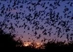 Acciona Energy Introduces U.S. and Canada Avian and Bat Protection Plan