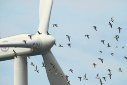 Wind power has positive effects on marine life